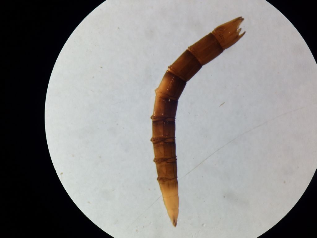 Insecta larvae